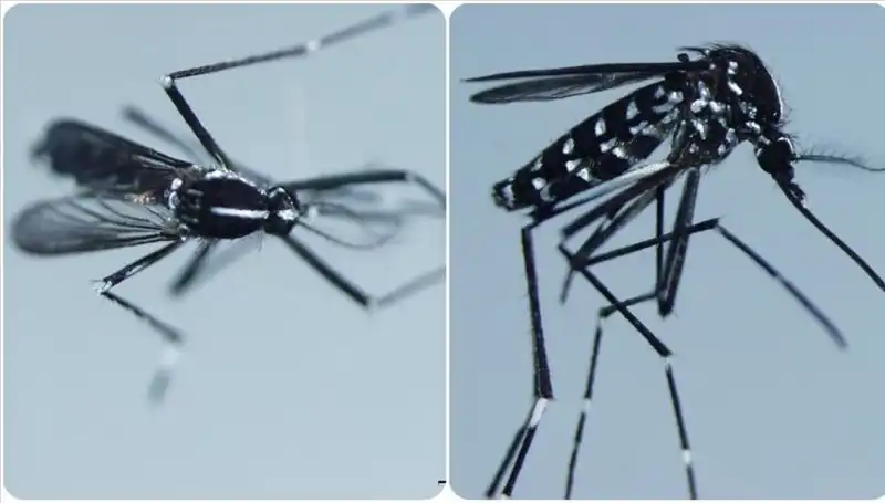 Chikungunya Virüsü Nedir? Belirtileri ve Etkilediği Ülkeler Hakkında Her Şey!