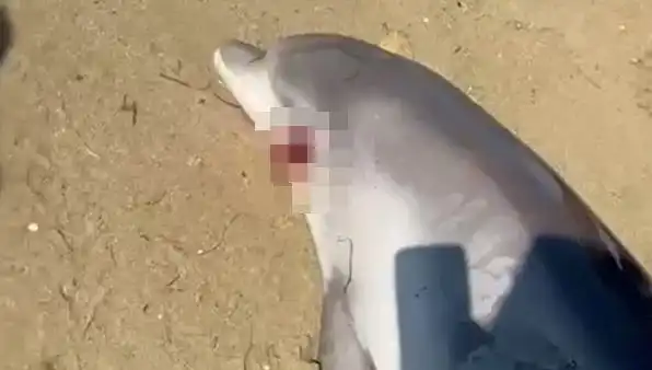 Yalova’da Faciaya Yol Açan Ölü Yunus Sahile Vurdu