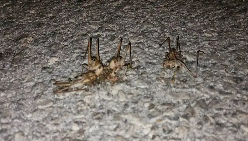 Yüzlerce Çekirge Şehirlerimizi Kuşattı, Fısıldayan Korku Ortaya Çıktı!
