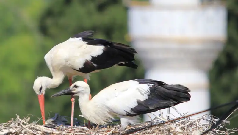 Leylek Köyü'nde Yaren Leyleği Kıskandıracak Sıradışı Yuvalar: 8 Kat Daha Fazla!