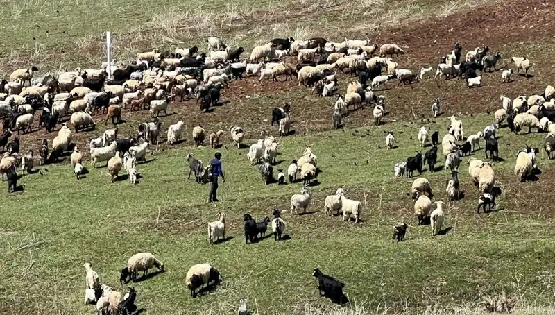 Çoban Krizi Derinleşiyor: Eskiden Mutlu Olanlar Artık 70 Bin Lira Maaşı Reddetmelerinin Nedenleri