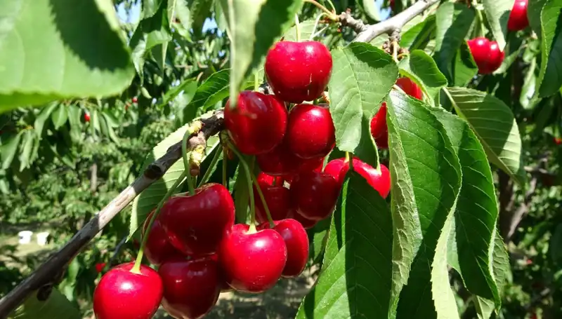 Ülkemizde Çay Hasadı Başladı: Çay Bardağına Sığmayan Bereket