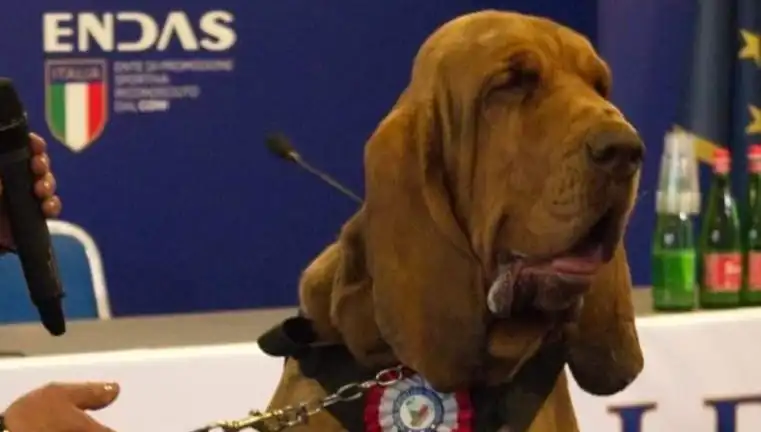 Arama Köpeğine Çivili Sosisle Suikast: Şok Eden Olayın Detayları