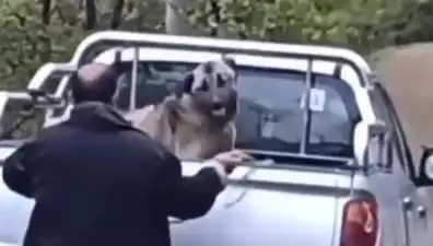 Trabzon'da Dehşet: Köpeği Halatla Döven Vahşi Adam Yakalandı!
