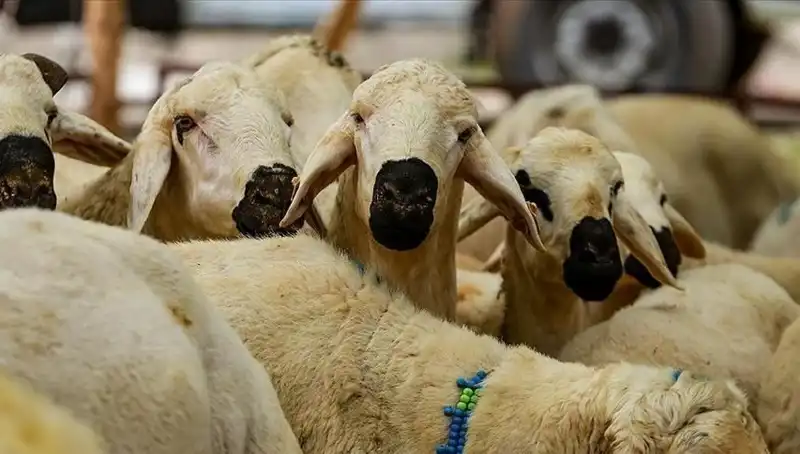 2025 Kurban Bayramı: Kurban Kesimi Farz mı, İşte Yanıtları!