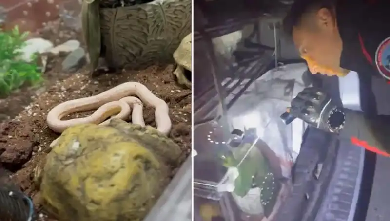 Devriye Ekipleri, Aracın Arka Koltuğunda Bulunan Zehirli Yılanlarla Şok Oldu!
