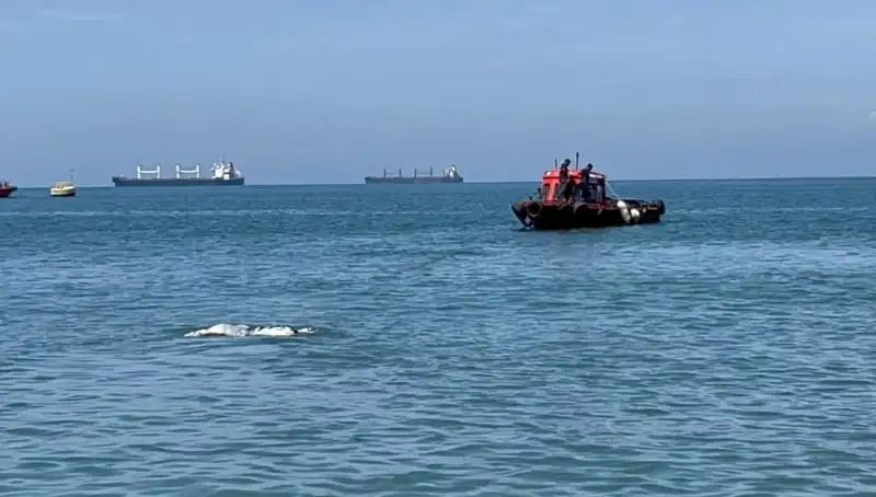 Deniz Ortasında Yaşanan Angus Şaşkınlığı: Sır Perdesi Aralanıyor!