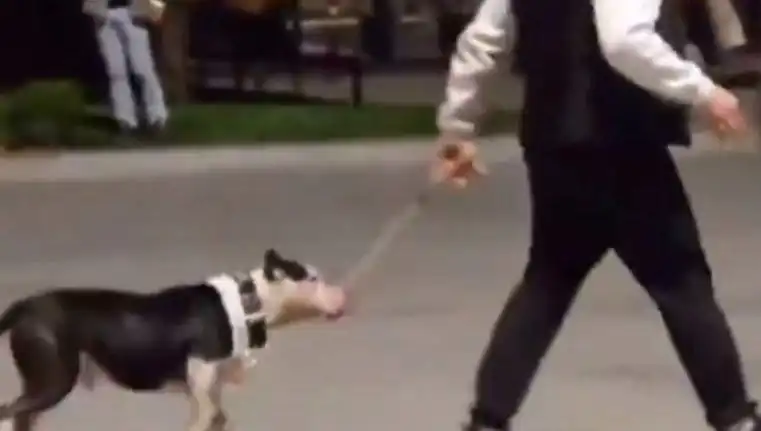 Ağızlıksız Pitbull, Diğer Köpekleri Tehdit Etti: Sahibine Cezai İşlem Uygulandı