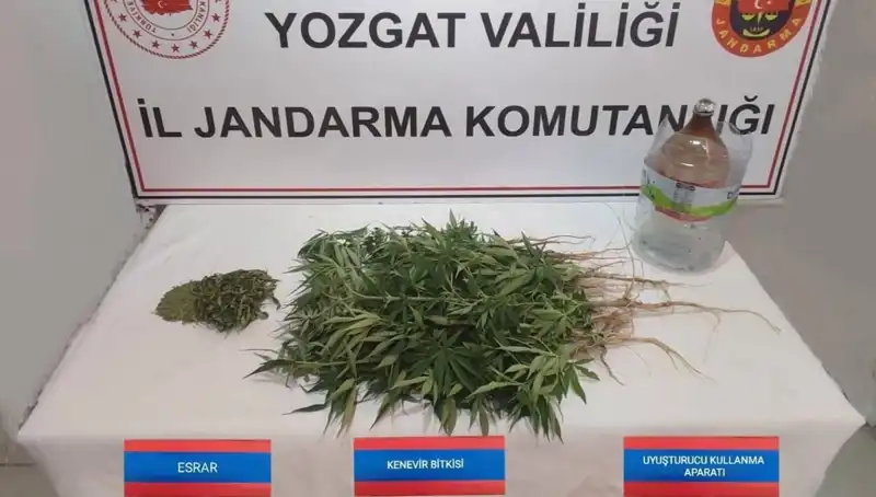Yozgat'ta 40 Kök Kenevir Ele Geçirildi: Uyuşturucu İle Mücadele Devam Ediyor
