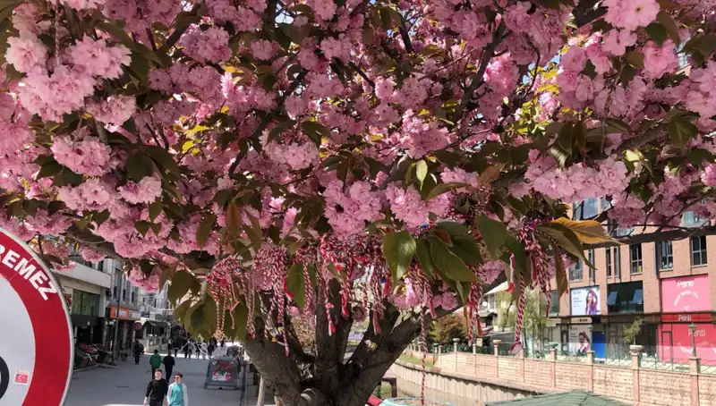Süs Erik Ağacına Martenitsa Bağlanarak Baharın Gelişi Kutlandı