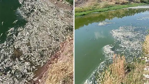 Karasu Çayı’nda Gizemli Balık Ölümleri: Çevreyi Tehdit Eden Nedenler Neler?