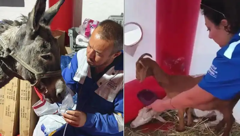 Yangından Etkilenen Eşeğe Oksijen Maskesiyle Kurtarıcı Tedavi Uygulandı