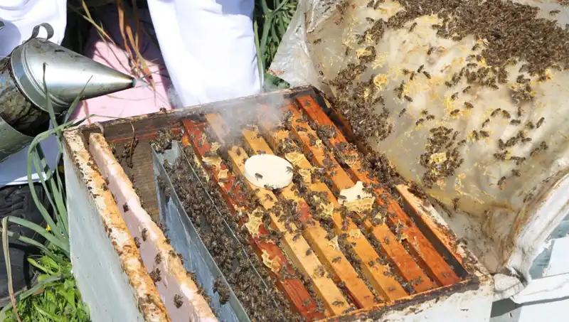 Ata Mesleği Arıcılığı Sürdüren Genç, Yurt Dışından Sipariş Alıyor