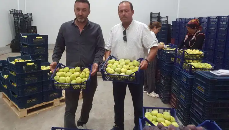 Mersinli Çiftçilerin Yüzü Güldü: Domatesin İhraç Fiyatı 20 TL!