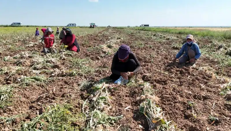 Antibiyotik Hasatı Başladı: Rusya, Almanya ve İspanya'nın Çizdiği Yol