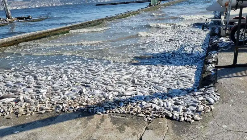 İzmir Körfezi'nde Suyun Kalitesi Artacak: Yeni Projeler Yolda