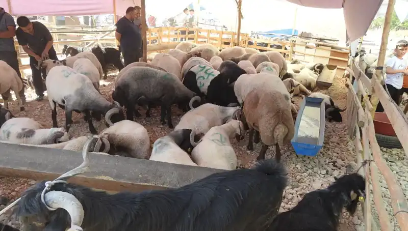 Kurban Bayramı'nda Hayvan Pazarları Ne Kadar Yoğun? Cevabı Burada!