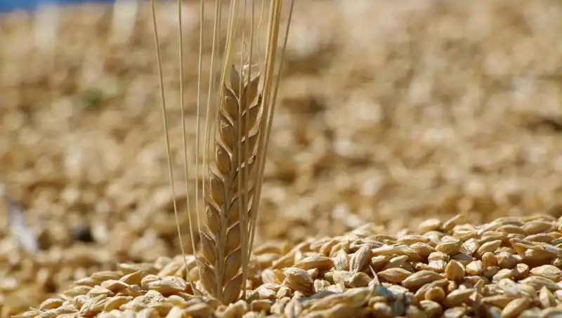 2025 TMO Buğday Fiyatları Açıklandı: Arpa ve Yulafda Son Durum Nedir?