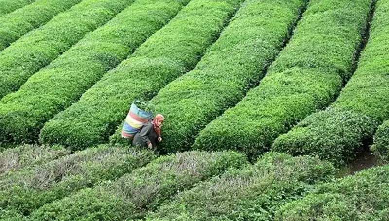 Bayramda ÇAYKUR'dan Çay Severlere Müjde: Yaş Çay Alımı Sürüyor!