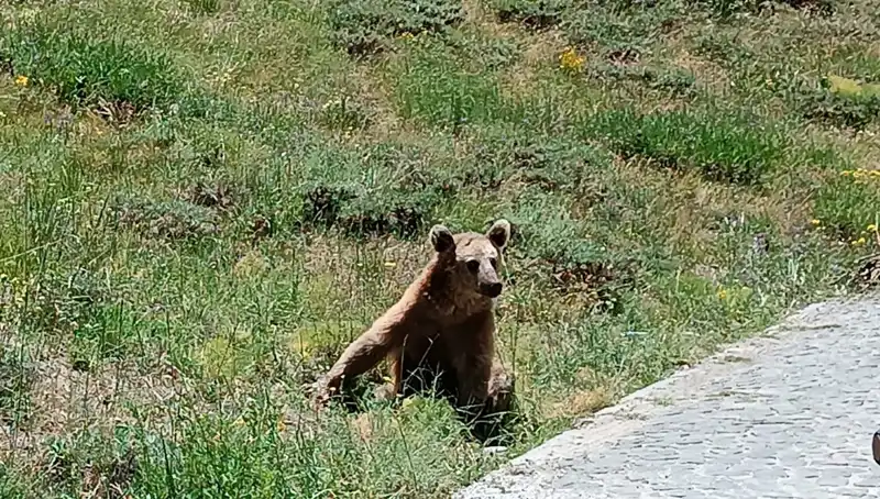 Nemrut Dağı'na Gidenler Dikkat! Bozayı Tehlikesine Karşı Önlemlerinizi Alın