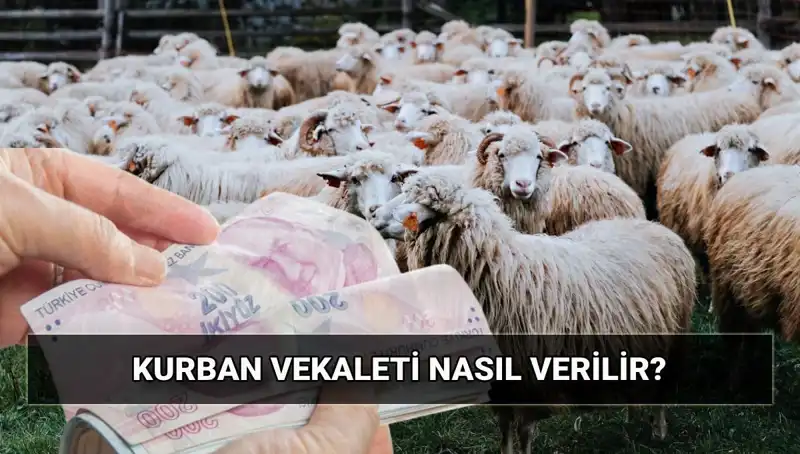 Vekaletle Kurban Kesimi: Diyanet 2025 Bedel Bilgisi ve Uygulama Süreci