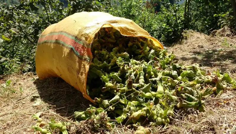 Giresun'da Fındık Hasadı Başladı: Beklentiler ve İlk Veriler Neler?