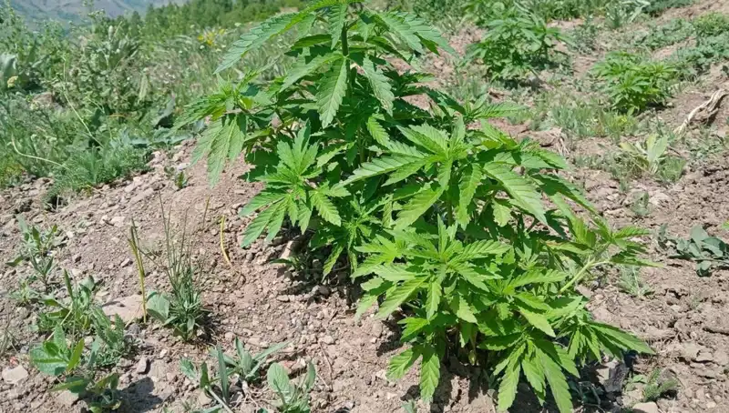 Bingöl'de Kaçak Tütün ve Kenevir Operasyonu: Güvenlik Güçlerinden Tarihi Ele Geçirme
