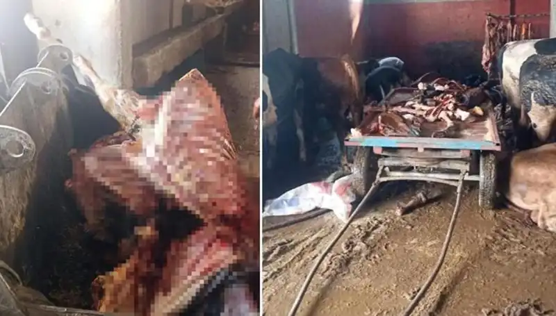 Adana'da Şok: 2,5 Ton At Eti Ele Geçirildi, 4 At Son Anda Kurtarıldı