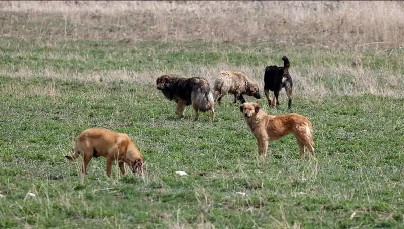 Ankara’da Sahipsiz Köpeklerle İlgili Yeni Karar: Para Cezası Uygulaması Başladı