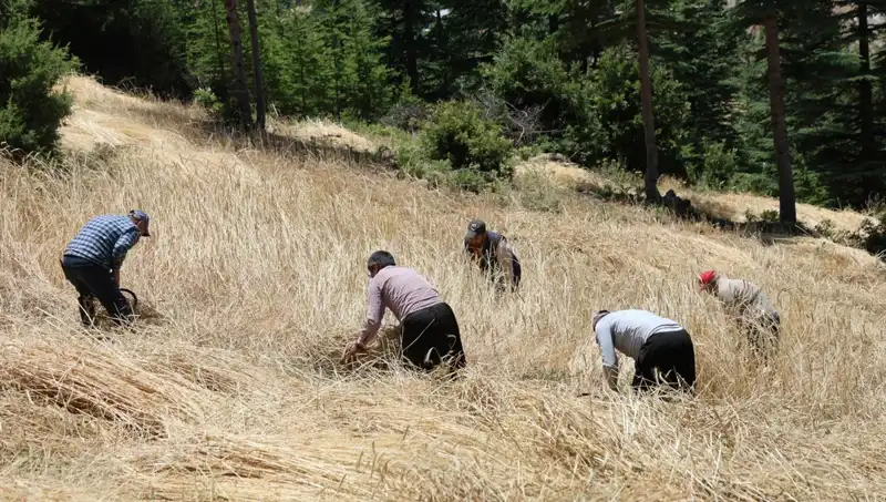 Tarımda Geleneksel Yöntemler: Ellik ve Orakla Hasat Dönemi Yeniden Başladı