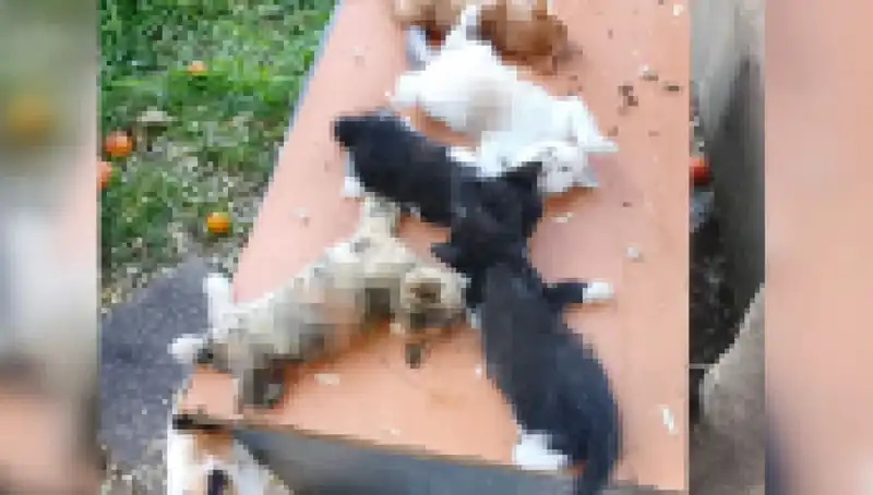 Bursa'da Yavru Kedi Katliamı: Sekiz Yavru Kedi Kesici Aletle Hayatını Kaybetti