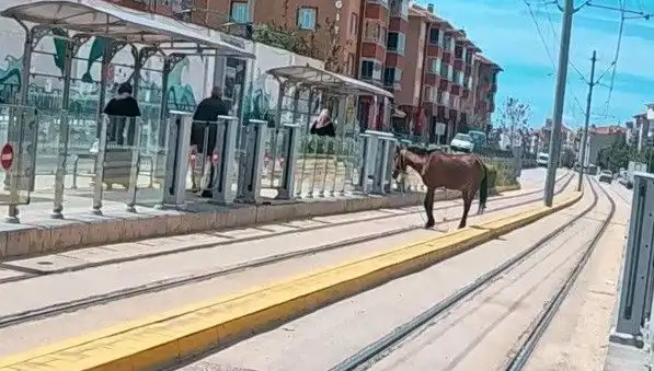 Eskişehir Tramvay Raylarında Başına Bu Gelenleri Görmelisiniz!