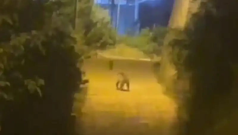 Gümüşhane Şehir Merkezinde Ayı Panik Yarattı: Vatandaşlar Ne Yapacak?