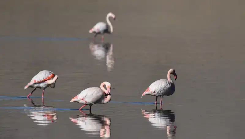Kuş Cenneti Kuraklıkla Sarsıldı: Flamingo Popülasyonu Tehlikede!