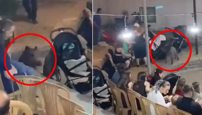 Yaban Domuzu Düğün Salonunda Panik Yarattı: Misafirler Ne Yaptı?