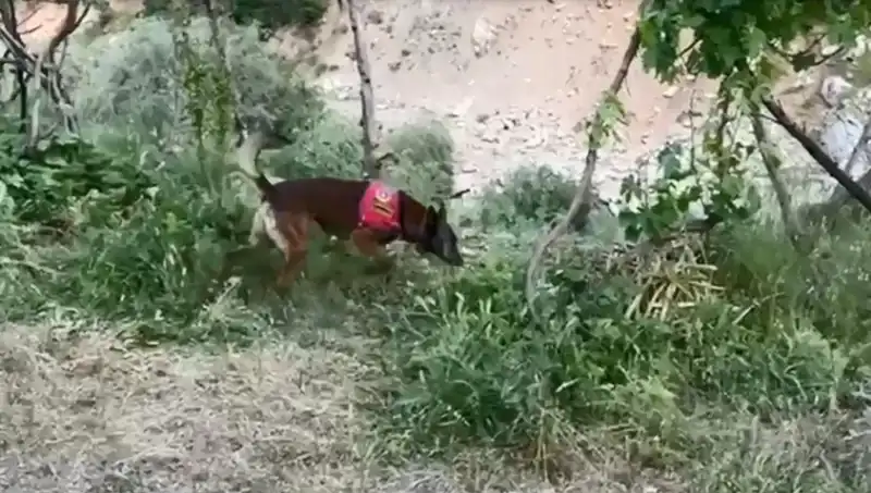 Dere Kenarında Bulunan Gizli Esrar Operasyonu: Dedektör Köpekleriyle İkra Edildi
