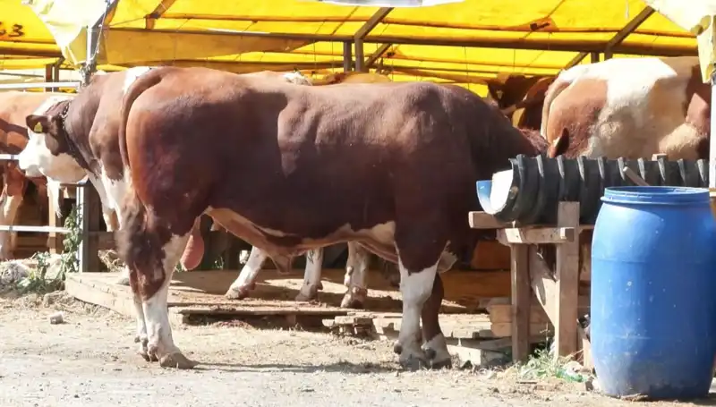 Kurban Pazarları, Bu Bayramda Hareketliliğin Merkezinde!
