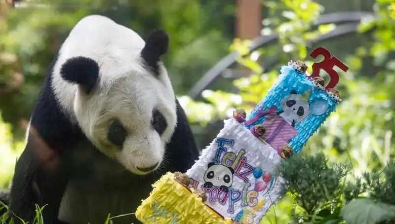 Dev Panda Xin Xin 35. Yaşında Ziyaretçilerini Büyülemeye Devam Ediyor