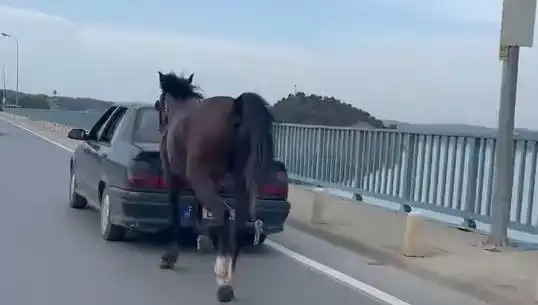 Adana'da Atlara Eziyet Eden Kişiye Şok Tutuklama