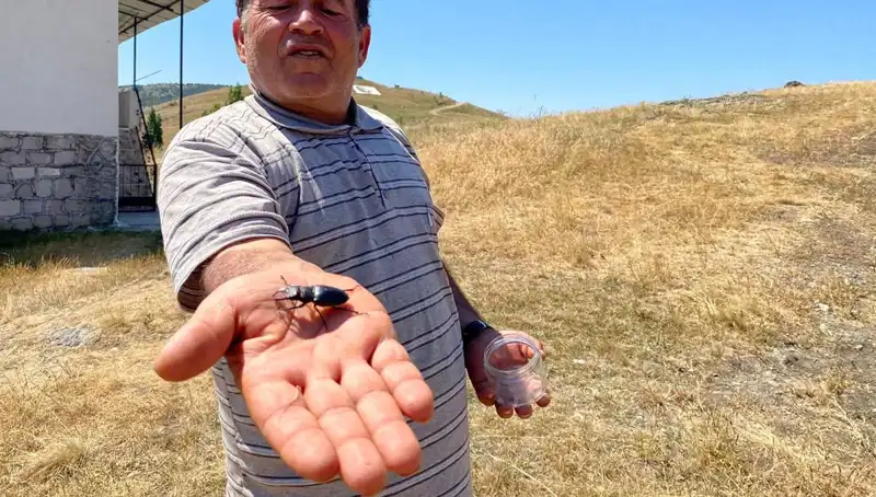 Sivas'ta Görülen Bu Böceği Öldürenlere 557 Bin TL Ceza Uygulanıyor!