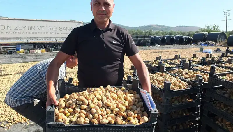 Balıkesir'de Hasat Dönemi: Çin ve Rusya'ya İhracat Rüzgarı