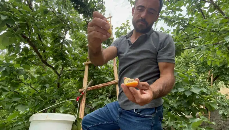 Tadı Damağınızda Kalacak: 50 TL ile 70 TL Arasında Satılan Lezzet