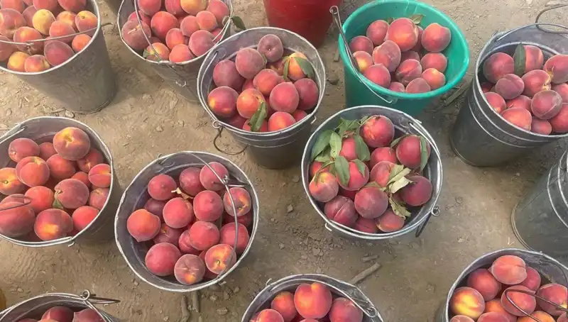 Hasat Dönemi Geldi: Çiftçiler Kilogramda 100 Lira Kazanıyor