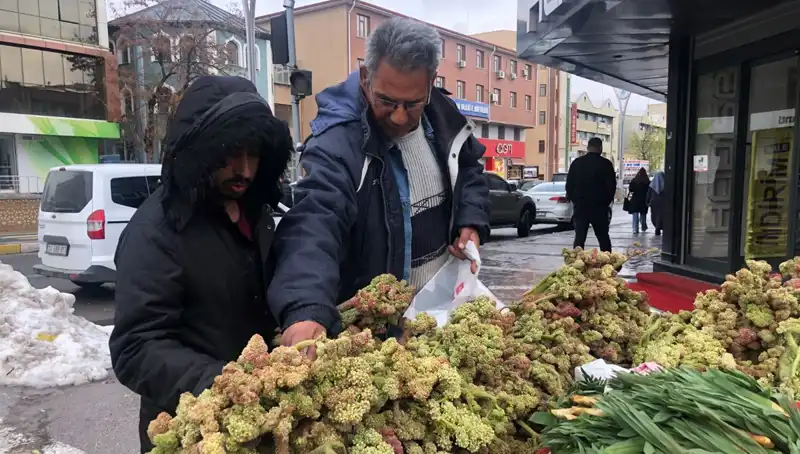 Kendiliğinden Yetişen Bu Bitki Kanser Tedavisinde Umut Vaadediyor